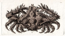 Plate 524 Crested Crab