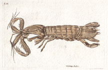 Plate 642 Long-bodied Crab
