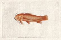 Plate 97 Wandering Silurus