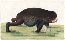 Plate 200 Rana Australiaca