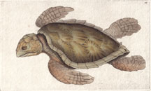 Plate 287 ? Turtle