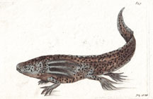 Plate 343 Mexican Tadpole