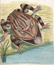 Plate 76 Horned Frog