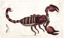 Plate 100 African Scorpion