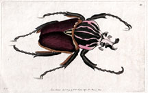 Plate 80 Fork-headed Beetle