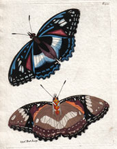 Plate 852 unident. butterflies/moths