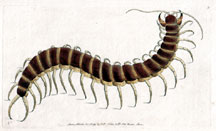 Plate 9 Centipede