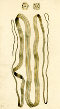 Broad-Jointed Tapeworm