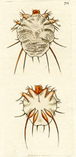 Cuticular Mite