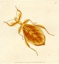 Dry Leaf Mantis