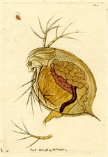 Flea Monoculus