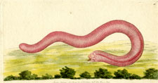 Rose-coloured Amphisbaena