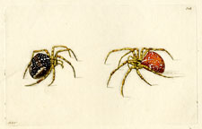 Diadem Spider