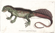 Plate 403 Ambonia Lizard