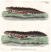 Plate 412 Water newt