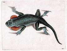 Plate 594 Lobe-cheeked Lizard