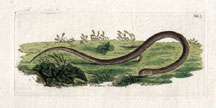 Plate 663 Scaly-footed Lizard