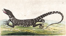 Plate 21 Monitor Lizard