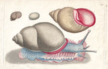 Plate 294 Occidental Bulla