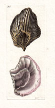 Plate 707 Avicular Crenatula