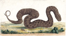 Plate 148 Warted Snake