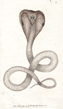 Plate 181 Spectacle Snake