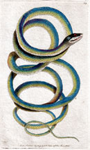 Plate 209 Gilded Snake