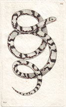 Plate 254 Magpie Snake