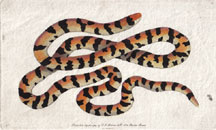 Plate 5 Painted Snake