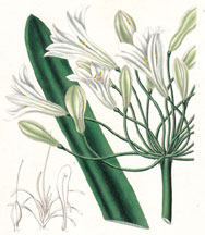 Agapanthus umbellatus