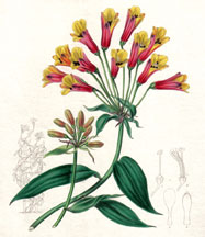Alstrameria acutifolia-aurea