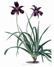 Barbacinia purpurea