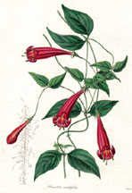 Manettia cordifolia