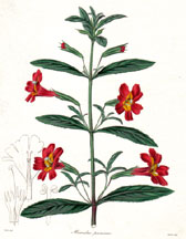 Mimulus puniceus