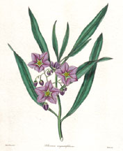 Solanum angustifolium