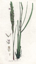 Arundo Arenaria