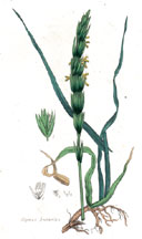 Elymus Arenarius