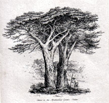 Cedars on the Apothecaries Garden, Chelsea