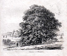 Sycamore at Bishopton