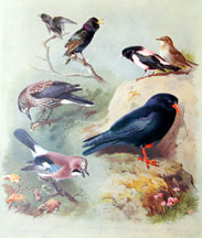 Plate 19, Starling, Jay, etc.