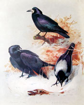 Plate 21, Crows