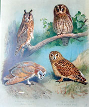 Plate 26, Owls