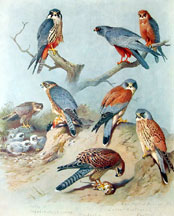 Plate 38, Falcon, etc.