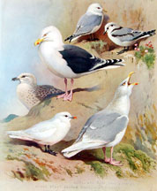 Plate 74, Gulls