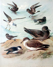 Plate 79, Petrels, etc.