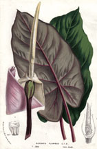 Alocasia Plumbea