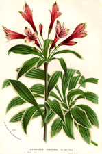 Alstoemeria Peruviana