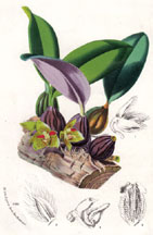 Bolbophyllum Dayanum