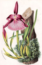 Miltonia Spectabilis