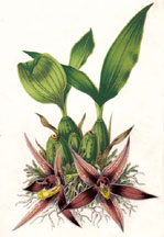 Paphinia Cristata